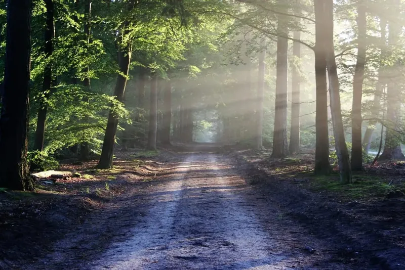 Chemin forestier entre de grands hêtres avec des rayons de soleil entre les troncs